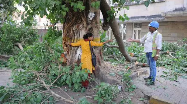Maharashtra constitutes State Tree Authority to protect trees in urban areas