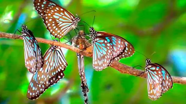Butterflies as nature’s early warning system