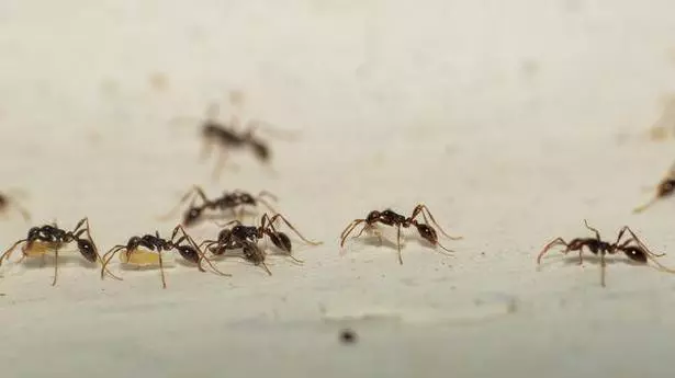 Amazing ants