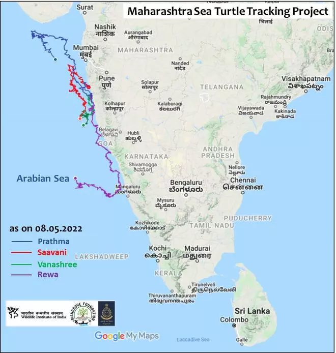 The map which tracks the route of the tagged turtles.