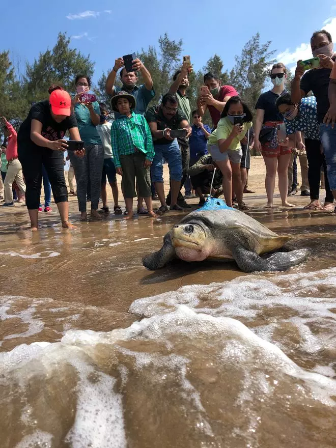 Wildlife enthusiasts watch as a tagged turtle enters the waters. 