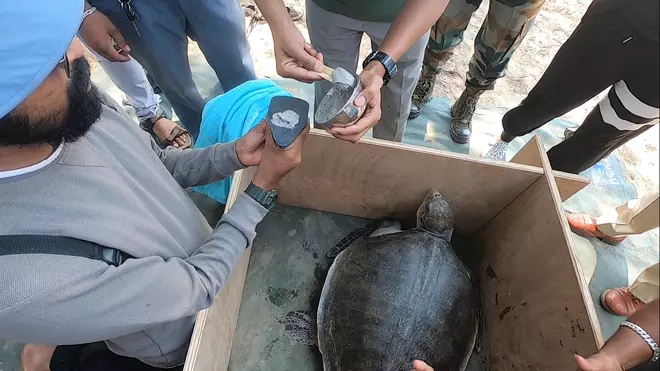 Industrial grade adhesive is being applied to the transmitter before it is fixed to the turtle’s carapace. 
